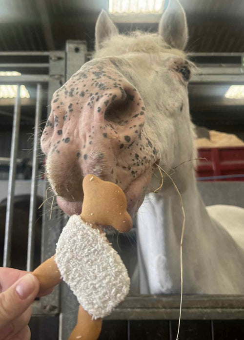 Coconut Lambs