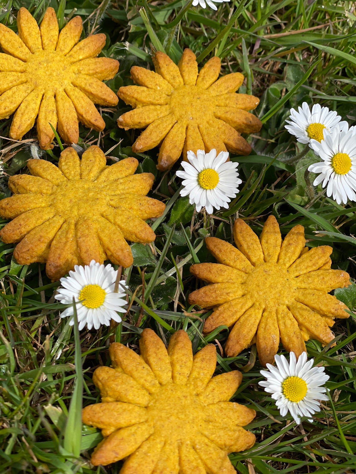 Coloube's Beneficial Turmeric Daisy's